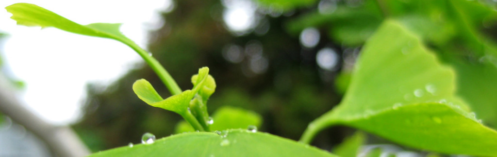 ginko