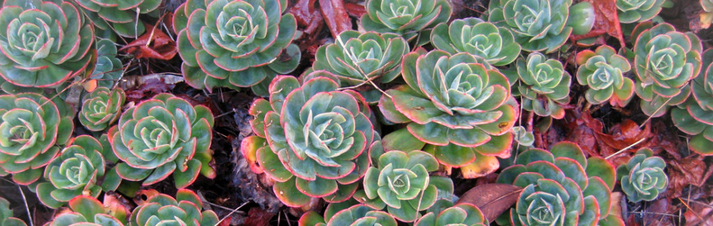 plant